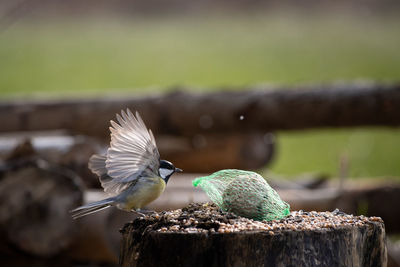 Close-up of bird perching on rock