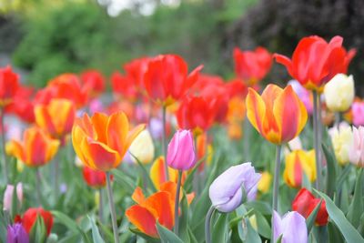 Close-up of red tulips blooming in field