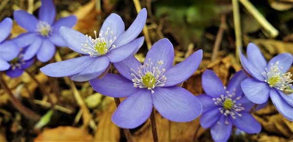 Close-up of purple flowering plants