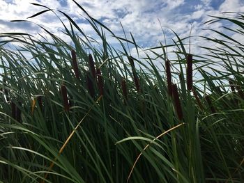 Close-up of wheat growing on field against sky