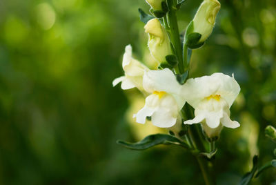 Close-up of white flowering plant