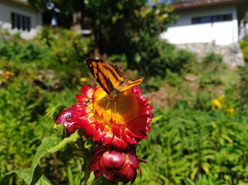 Close-up of butterfly pollinating on flower