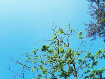 Low angle view of tree against blue sky
