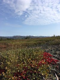 Scenic view of flowering plants on land against sky