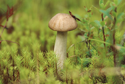 Boletus mushroom grows in the taiga forest 