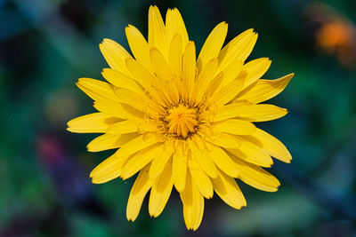 Close-up of yellow flower