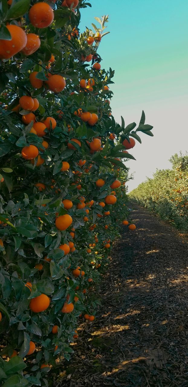 VIEW OF ORANGE TREE