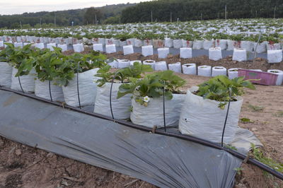High angle view of plants by water