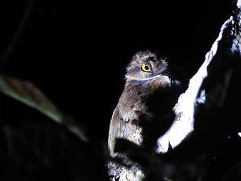 Close-up portrait of a bird against blurred background