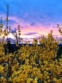 Scenic view of flowering plants and trees against sky during sunset