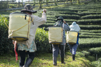 Rear view of people harvesting tea
