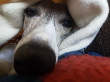 Close-up portrait of dog resting