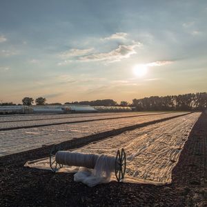 Scenic view of agricultural field against sky during sunset