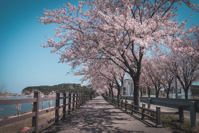 Cherry tree by footpath against sky