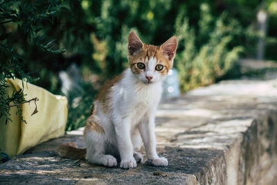 Portrait of cat sitting outdoors