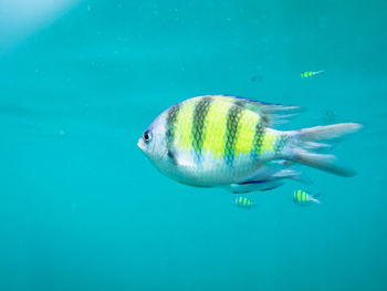 Fish swimming in sea