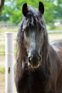 Portrait of horse standing outdoors