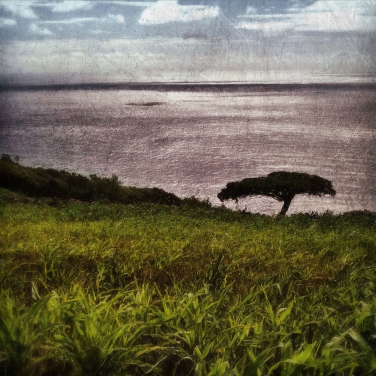 grass, water, sea, tranquil scene, tranquility, horizon over water, scenics, sky, beauty in nature, nature, growth, plant, beach, field, shore, idyllic, green color, landscape, cloud - sky, remote