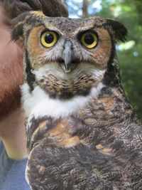 Close-up portrait of owl