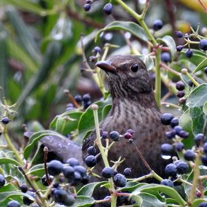 Close-up of birds perching on plant