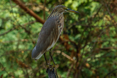 Close-up of bird perching on branch