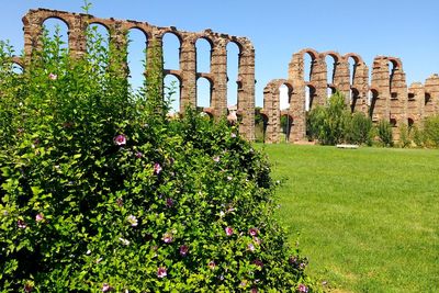 Plants growing in front of old ruin