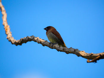 Low angle view of bird perching on branch against blue sky