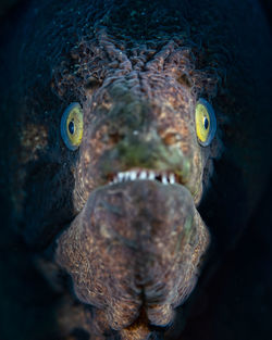 Close-up of fish underwater