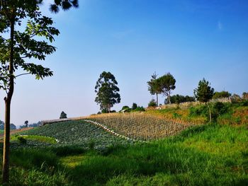 Scenic view of agricultural field against clear sky