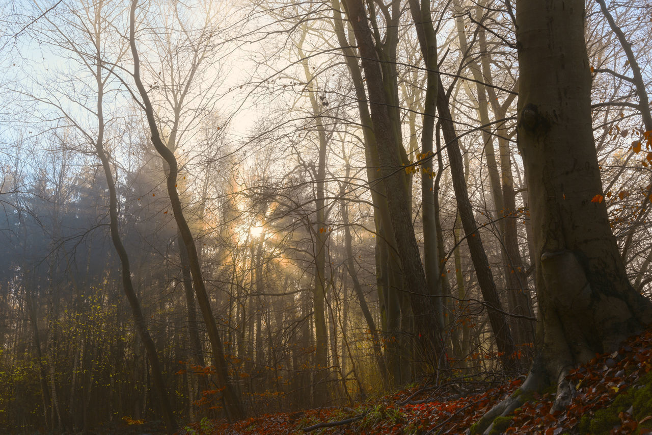 SUN STREAMING THROUGH TREES IN FOREST