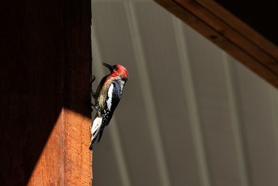 Low angle view of bird perching on wood