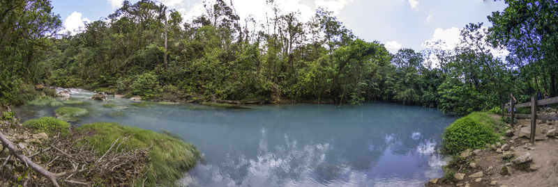Scenic view of river amidst trees against sky