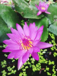 Close-up of pink flower blooming outdoors