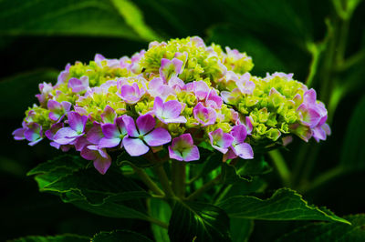 Close-up of purple flowers blooming outdoors