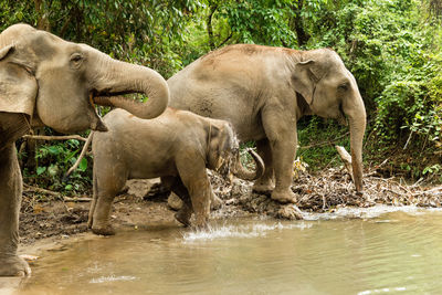 Portrait of two-month-old baby elephant. chiang mai province, thailand.