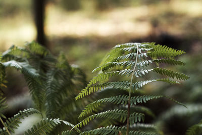 Close-up of green leaves