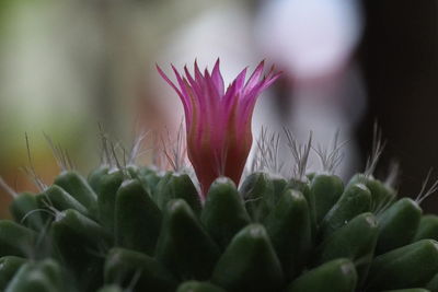 Close-up of succulent plant