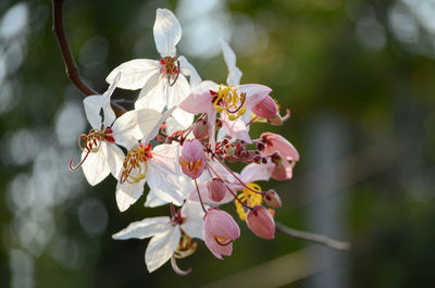 Close-up of insect on pink flower tree