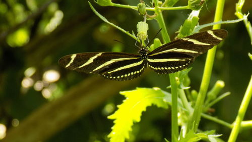 Close-up of butterfly on flower