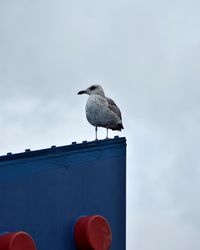 Low angle view of seagull perching on wall against sky