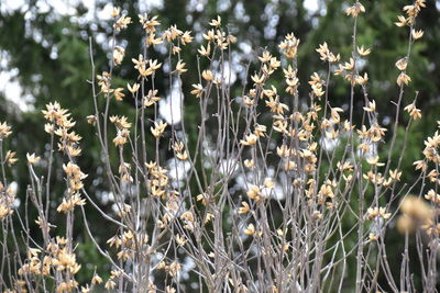 Close-up of flowering plants on field