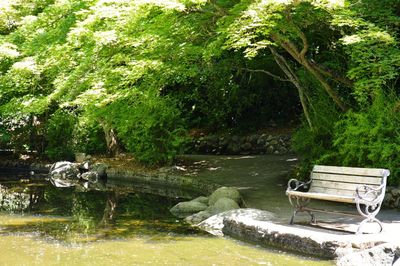 Plants and trees by water