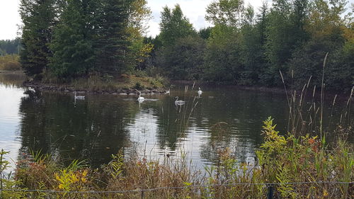 Swan swimming in lake against trees in forest