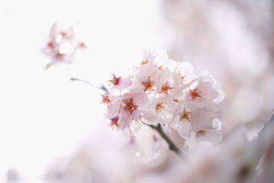 Close-up of apple blossoms in spring