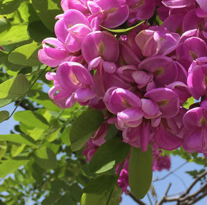 Close-up of pink flowers