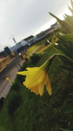Close-up of yellow flower against sky