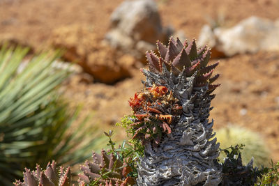 Close-up of cactus plant growing on field