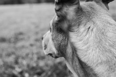 Close-up of dog looking away