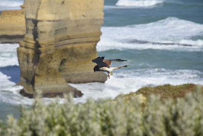 Seagull flying over the sea