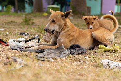 Close up of street dogs sitting on field
